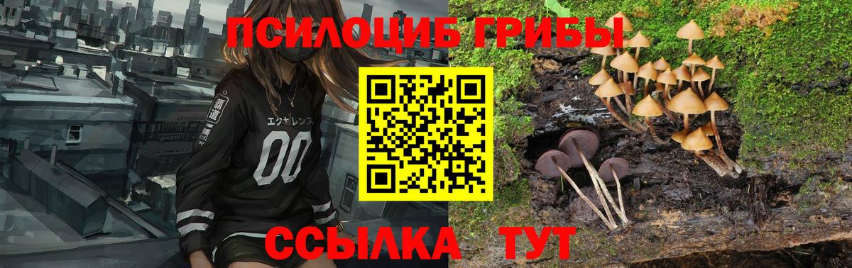 Галлюциногенные грибы Psilocybe Ялуторовск